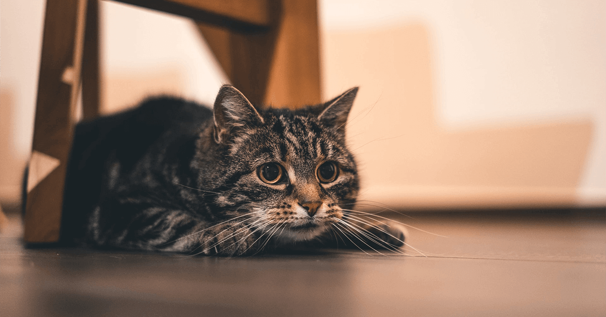 Chasing Customer Data Like a Cat Chasing Customer Data Like a Cat